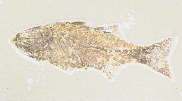Bargain Mioplosus Fossil Fish - Uncommon Species #21449